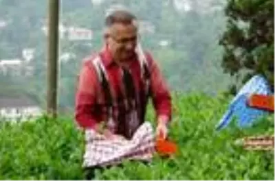 Rize'ye 2 günde 9 bine yakın çay üreticisi geldi (2) Rize'ye 2 günde 9 bine yakın çay üreticisi geldi (2)