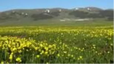 Sarıkamış’ta bahar tüm güzellikleriyle yaşanıyor