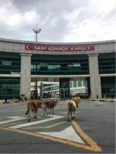 Sarp Sınır Kapısı'nda gülümseten görüntüler