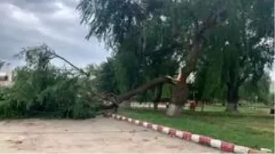 Şiddetli rüzgar ağacı ikiye böldü