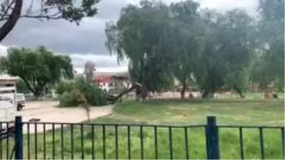 Şiddetli rüzgar ağacı ikiye böldü Şiddetli rüzgar ağacı ikiye böldü