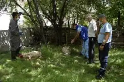 Sokak köpekleri 4 kuzuyu telef etti Sokak köpekleri 4 kuzuyu telef etti