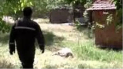 Sokak köpekleri 4 kuzuyu telef etti Sokak köpekleri 4 kuzuyu telef etti