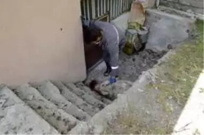Sokak köpekleri 4 kuzuyu telef etti Sokak köpekleri 4 kuzuyu telef etti