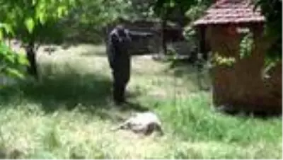 Sokak köpekleri 4 kuzuyu telef etti Sokak köpekleri 4 kuzuyu telef etti