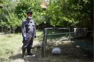 Sokak köpekleri 4 kuzuyu telef etti Sokak köpekleri 4 kuzuyu telef etti