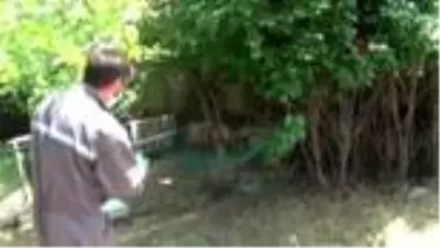 Sokak köpekleri 4 kuzuyu telef etti Sokak köpekleri 4 kuzuyu telef etti
