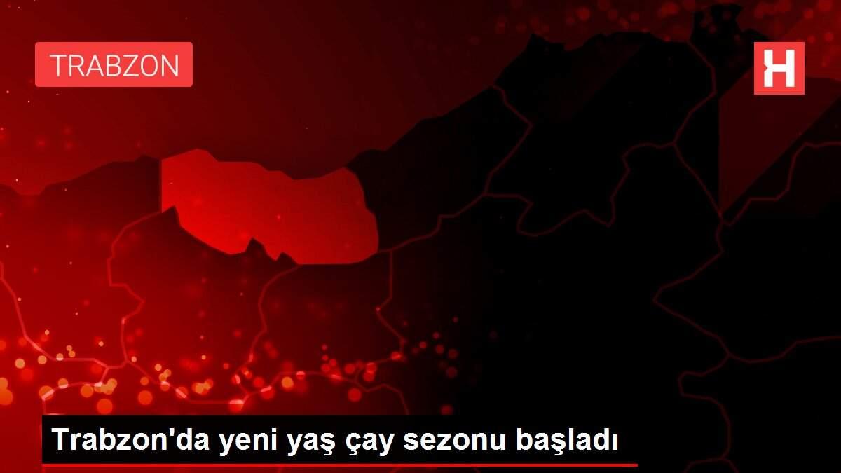 Trabzon'da yeni yaş çay sezonu başladı Trabzon'da yeni yaş çay sezonu başladı