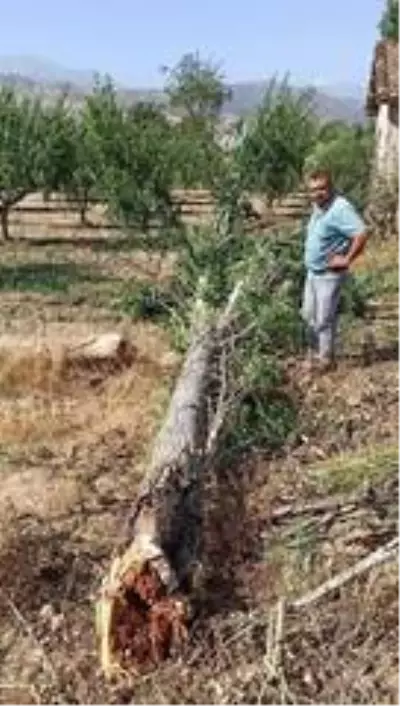 Yağış ve rüzgar ağaç devirdi