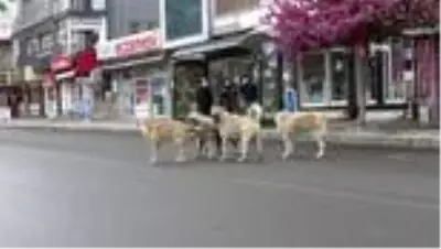 4 günlük kısıtlamanın ilk gününde sokaklar boş kaldı