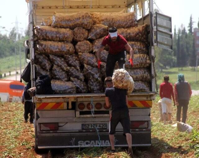 40 derece sıcakta günde 110 ton patates taşıyan 4 işçi, kişi başı 440 TL kazanıyor 40 derece sıcakta günde 110 ton patates taşıyan 4 işçi, kişi başı 440 TL kazanıyor