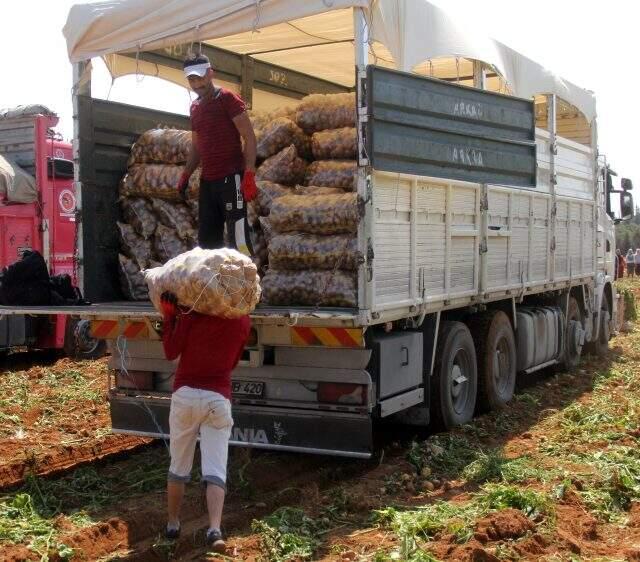 40 derece sıcakta günde 110 ton patates taşıyan 4 işçi, kişi başı 440 TL kazanıyor 40 derece sıcakta günde 110 ton patates taşıyan 4 işçi, kişi başı 440 TL kazanıyor