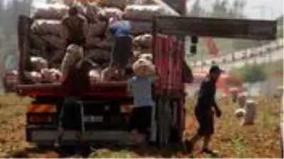 40 derece sıcakta günde 110 ton patates taşıyan 4 işçi, kişi başı 440 TL kazanıyor 40 derece sıcakta günde 110 ton patates taşıyan 4 işçi, kişi başı 440 TL kazanıyor
