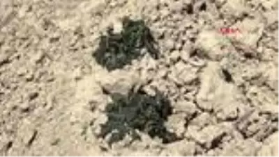 AFYON Sandıklı'da patates ve sebze fidelerini soğuk vurdu AFYON Sandıklı'da patates ve sebze fidelerini soğuk vurdu