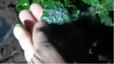 Afyonkarahisar'da tarım arazilerini don vurdu Afyonkarahisar'da tarım arazilerini don vurdu
