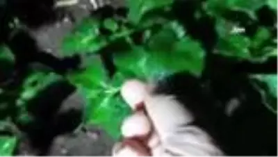 Afyonkarahisar'da tarım arazilerini don vurdu Afyonkarahisar'da tarım arazilerini don vurdu