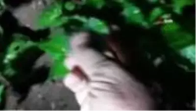 Afyonkarahisar'da tarım arazilerini don vurdu Afyonkarahisar'da tarım arazilerini don vurdu