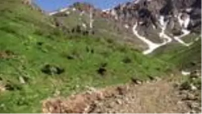’Ağlayan gelinleri’ görmek için 3 bin rakımlı yaylaya çıkıyorlar