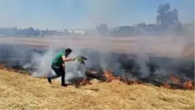 Anız yangınına ilk müdahaleyi ağaç dallarıyla yaptılar