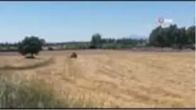 Anız yangınına ilk müdahaleyi ağaç dallarıyla yaptılar Anız yangınına ilk müdahaleyi ağaç dallarıyla yaptılar