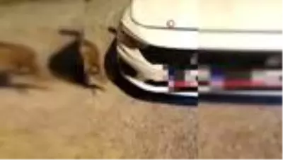 Aracın motoruna uyuşturucu saklayan şahıslar adliyede Aracın motoruna uyuşturucu saklayan şahıslar adliyede
