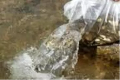 Bitlis'te 2 ayrı göle 70 bin yavru balık bırakıldı Bitlis'te 2 ayrı göle 70 bin yavru balık bırakıldı