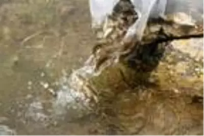 Bitlis'te 2 ayrı göle 70 bin yavru balık bırakıldı Bitlis'te 2 ayrı göle 70 bin yavru balık bırakıldı