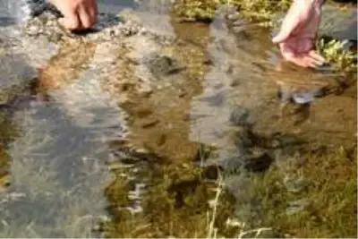 Bitlis'teki Nazik ve Aygır göllerine 70 bin yavru balık bırakıldı Bitlis'teki Nazik ve Aygır göllerine 70 bin yavru balık bırakıldı