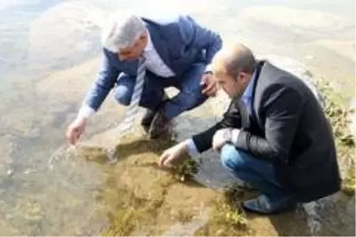 Bitlis'teki Nazik ve Aygır göllerine 70 bin yavru balık bırakıldı Bitlis'teki Nazik ve Aygır göllerine 70 bin yavru balık bırakıldı
