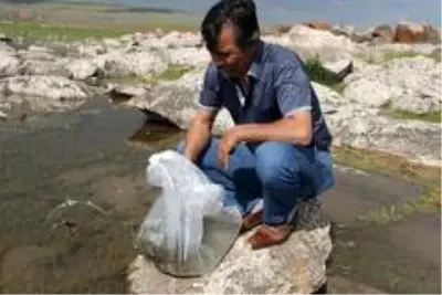Bitlis'teki Nazik ve Aygır göllerine 70 bin yavru balık bırakıldı Bitlis'teki Nazik ve Aygır göllerine 70 bin yavru balık bırakıldı