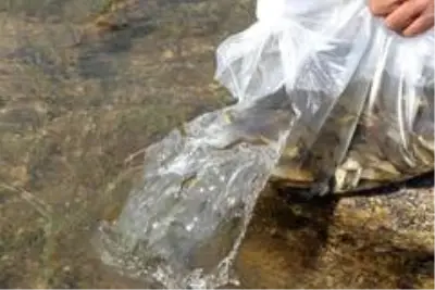 Bitlis'teki Nazik ve Aygır göllerine 70 bin yavru balık bırakıldı Bitlis'teki Nazik ve Aygır göllerine 70 bin yavru balık bırakıldı