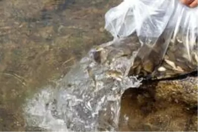 Bitlis'teki Nazik ve Aygır göllerine 70 bin yavru balık bırakıldı Bitlis'teki Nazik ve Aygır göllerine 70 bin yavru balık bırakıldı