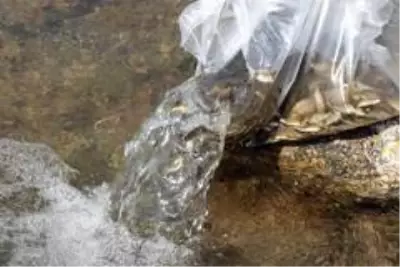 Bitlis'teki Nazik ve Aygır göllerine 70 bin yavru balık bırakıldı Bitlis'teki Nazik ve Aygır göllerine 70 bin yavru balık bırakıldı