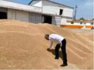 Buğdaydaki rekolte artışı üreticiye çifte bayram yaşatıyor Buğdaydaki rekolte artışı üreticiye çifte bayram yaşatıyor