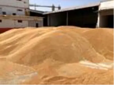 Buğdaydaki rekolte artışı üreticiye çifte bayram yaşatıyor Buğdaydaki rekolte artışı üreticiye çifte bayram yaşatıyor