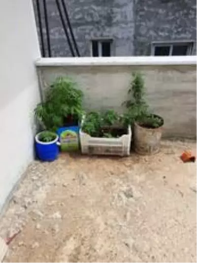 Çatı katında Hint keneviri yetiştiren şüpheli gözaltına alındı Çatı katında Hint keneviri yetiştiren şüpheli gözaltına alındı