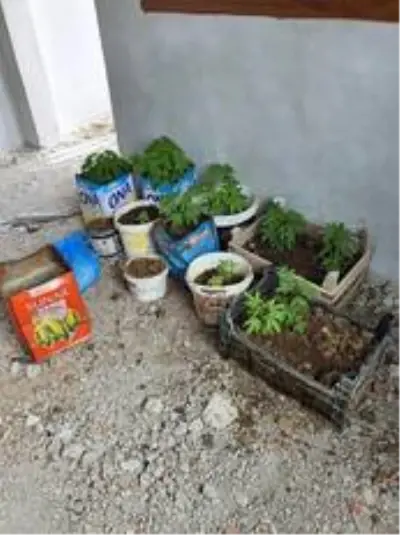 Çatı katında Hint keneviri yetiştiren şüpheli gözaltına alındı Çatı katında Hint keneviri yetiştiren şüpheli gözaltına alındı