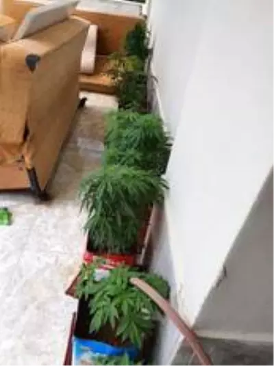 Çatı katında Hint keneviri yetiştiren şüpheli gözaltına alındı Çatı katında Hint keneviri yetiştiren şüpheli gözaltına alındı