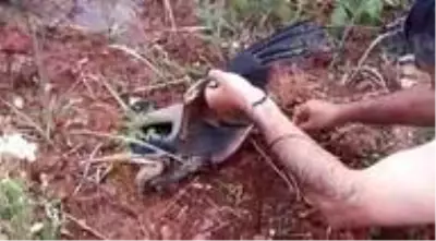 Çayda mahsur kalan leyleğin imdadına vatandaşlar yetişti