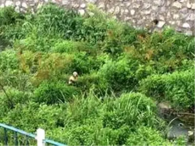 Dereye düşen köpeği itfaiye ekipleri kurtardı Dereye düşen köpeği itfaiye ekipleri kurtardı