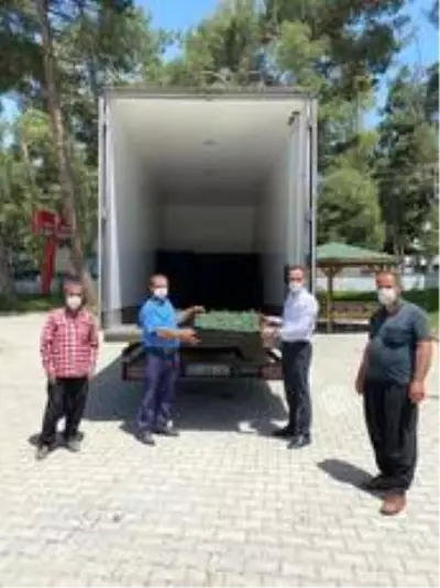 Düziçi'nde 35 çiftçiye 73 bin domates fidesi dağıtıldı Düziçi'nde 35 çiftçiye 73 bin domates fidesi dağıtıldı