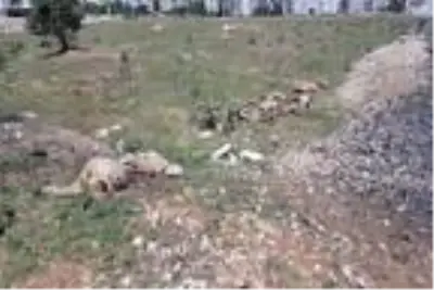Elazığ'da tren sürüye çarptı: 21 hayvan öldü Elazığ'da tren sürüye çarptı: 21 hayvan öldü
