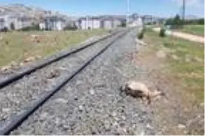 Elazığ'da tren sürüye çarptı: 21 hayvan öldü Elazığ'da tren sürüye çarptı: 21 hayvan öldü