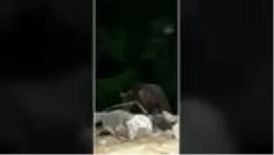 Evin etrafında yiyecek arayan ayı görüntülendi