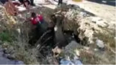 Foseptik çukuruna düşen inek ve buzağı kurtarıldı Foseptik çukuruna düşen inek ve buzağı kurtarıldı