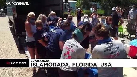 İyileşen deniz inekleri Florida’da yeniden sulara bırakıldı