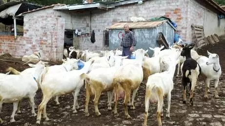 Keçilerini Saanen ırkıyla melezleyen besici, süt verimini 2 kat artırdı Keçilerini Saanen ırkıyla melezleyen besici, süt verimini 2 kat artırdı