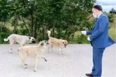 Kırıkkale'de sokak hayvanları beslendi Kırıkkale'de sokak hayvanları beslendi