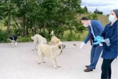 Kırıkkale'de sokak hayvanları beslendi Kırıkkale'de sokak hayvanları beslendi