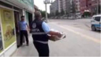 Kısıtlama başladı, zabıta sokak hayvanları için seferber oldu